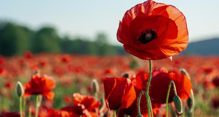 Poppies in a field