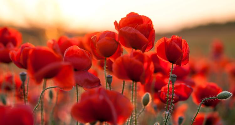 Poppies in a field